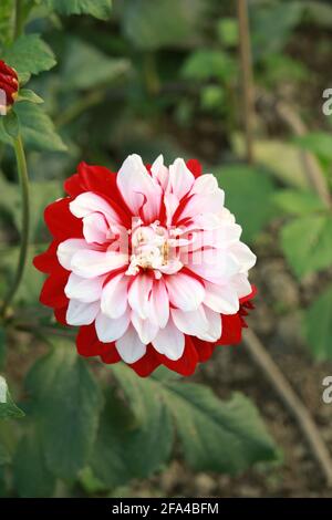 Dahlia flower with different color Stock Photo