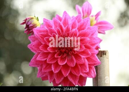 Dahlia flower with different color Stock Photo