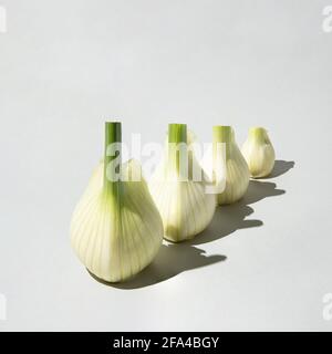 Fresh organic fennel bulbs arranged from larger to smaller. Stock Photo