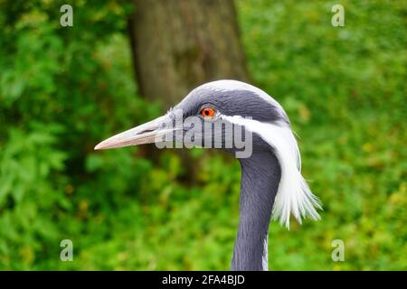 Close-up of a demoiselle crane with red eye, in the background some gr Stock Photo