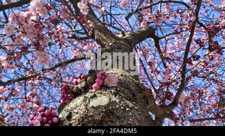 A park filled with blooming cherry tree. High quality photo Stock Photo