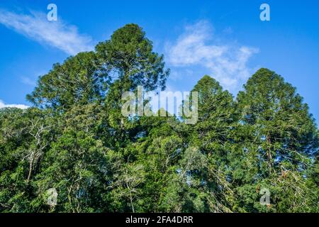 largest population of bunya pines remaining in the world at Bunya Mountains National Park, South Burnett Region, Queensland, Australia Stock Photo