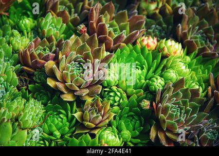 Houseleek ground covering plants of various color and shape Stock Photo