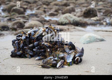 Muscle shells on the beach at Malibu Lagoon, Malibu, California, USA Stock Photo