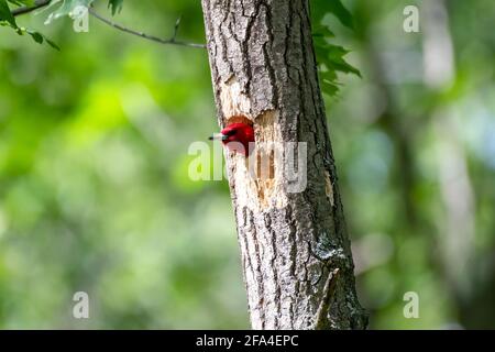 Red-headed woodpecker poking its head out from its nest in the side of a tree after taking its turn feeding the recently hatched baby birds Stock Photo