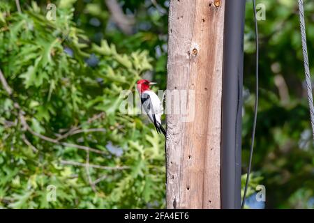 Red-headed woodpecker perched on the side of a telephone pole, with a background of green leafy trees Stock Photo