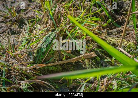 Adult Northern Leopard frog (Lithobates pipiens or Rana pipiens) in grass near shore of Beaver pond, Castle Rock Colorado USA. Photo taken in August. Stock Photo