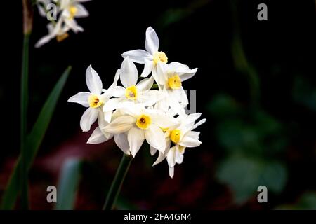 Paperwhites are part of the genus Narcissus which includes plants known as daffodils. are grown in a garden. Stock Photo
