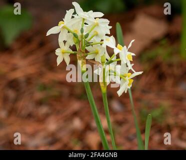 one of a few species are known as paperwhite, is a perennial bulbous plant are grown in a garden. Stock Photo
