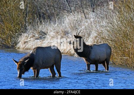A pair of elk drinking in the Yaak River in spring. Yaak Valley, northwest Montana. (Photo by Randy Beacham) Stock Photo