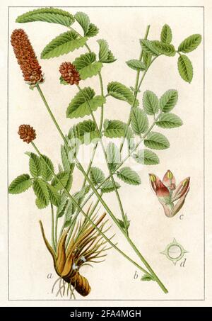 great burnet / Sanguisorba officinalis / Wiesenknopf, Großer  / botany book, 1904) Stock Photo