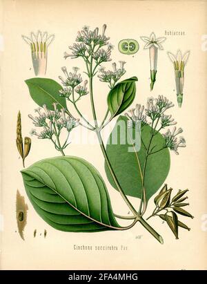 red cinchona / Cinchona pubescens, Syn. Cinchona succirubra / Chinarindenbaum, Roter  / , ) Stock Photo