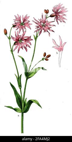 ragged-robin / Silene flos-cuculi, Syn. Lychnis flos-cuculi / Lichtnelke, Kuckucks-  / botany book, 1909) Stock Photo