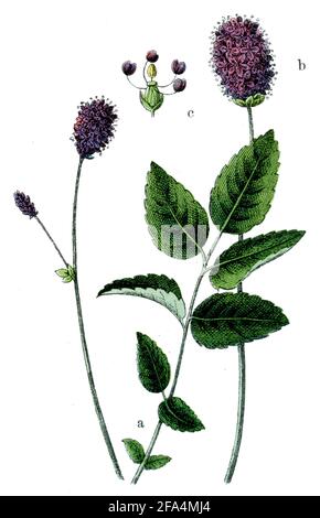 great burnet / Sanguisorba officinalis / Wiesenknopf, Großer  / botany book, 1909) Stock Photo