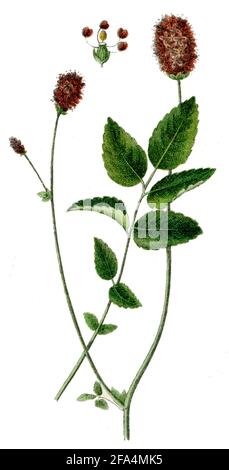 great burnet / Sanguisorba officinalis / Wiesenknopf, Großer  / botany book, 1900) Stock Photo