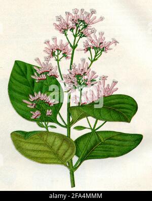 red cinchona / Cinchona pubescens, Syn. Cinchona succirubra / Chinarindenbaum, Roter  / botany book, 1900) Stock Photo