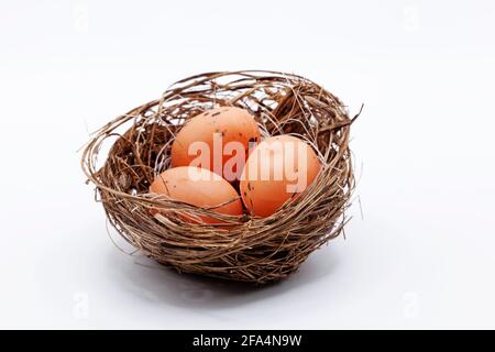 bird's nest with three eggs in studio light Stock Photo