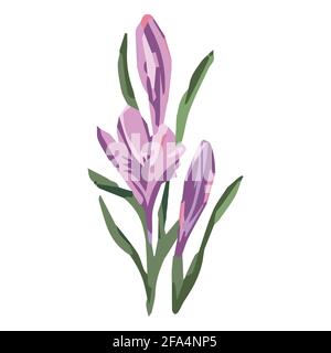 crocuses, decorative flowers, purple crocuses, abstract, Stock Vector