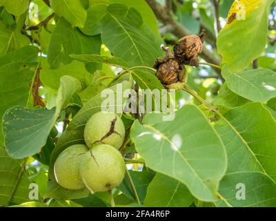 waltnus ripening in the tree Stock Photo