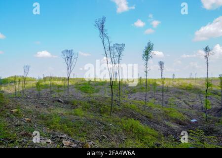 Tree trunks in mixed forest after forest clearing Stock Photo