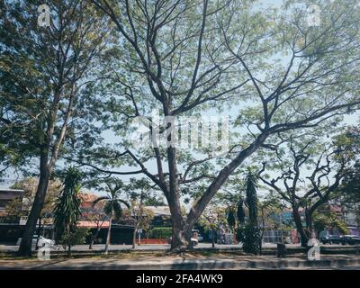 Big Rain tree on the roadside in Chiang Mai Old city area Stock Photo