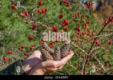 Female hands hold four pine cones with the branches of a tree with red berries in the background Stock Photo