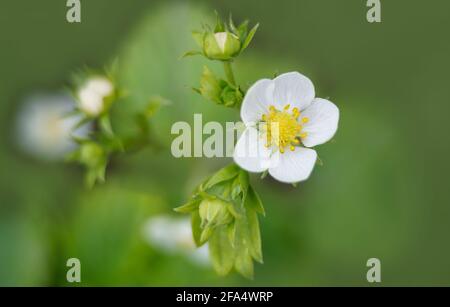 strawberry sprouts green plant with fist flowers in the clean ground gardening  Stock Photo