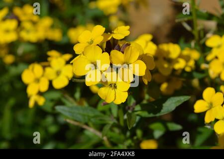 Brightly coloured wallflowers, also known as Erysimum Bowles Mauve Yellow. Selective focus and shallow depth of field Stock Photo