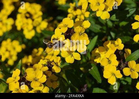 Bee on wallflowers, also known as Erysimum Bowles Mauve Yellow. Selective focus and shallow depth of field Stock Photo