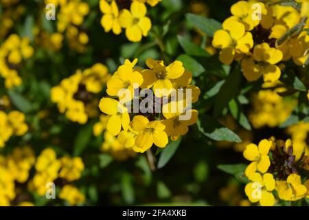 Erysimum Bowles Mauve Yellow, flower head showing red buds and yellow petals. Selective Focus, shallow depth of field Stock Photo