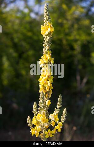 Tall yellow flower Verbascum densiflorum, the denseflower mullein or dense-flowered mullein, it is a plant species in the genus Verbascum Stock Photo