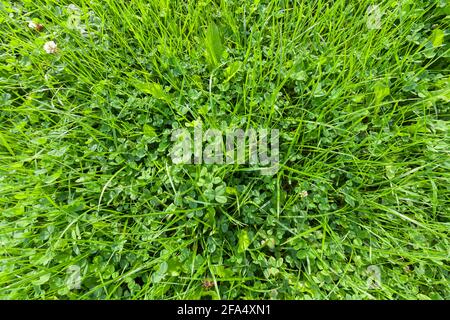 Fresh green summer lawn at sunny day, top view. Natural background photo Stock Photo