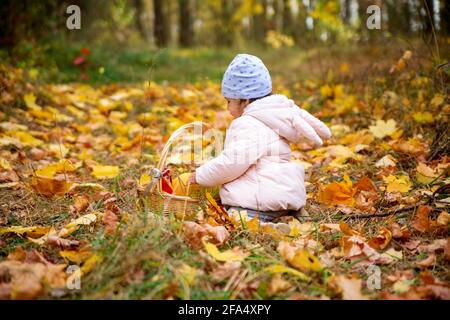 little cute baby in a jacket sits in the autumn forest among the fallen leaves. child plays with pumpkin in a basket. concept golden autumn, halloween Stock Photo