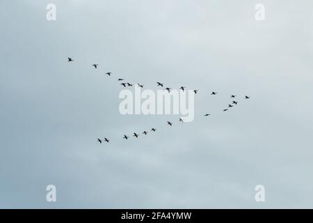 A flock of wild geese flying in a wedge against the pale blue sky. The concept of migratory birds Stock Photo