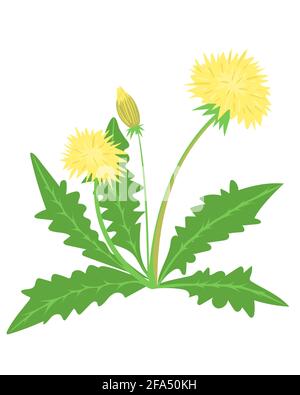 Yellow dandelions. The weed is bright yellow in color. Weed bush. Spring and summer flower.Vector. Stock Vector