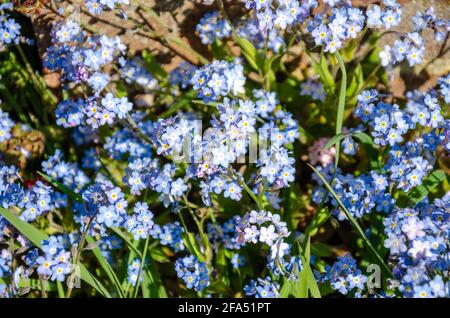 Close up view of blue Myosotis or 'forget me not' flowers in a UK garden. Stock Photo