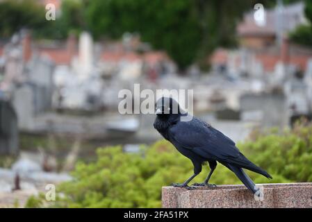 A little raven perched atop a grave in a cemetery, staring into the foreground Stock Photo