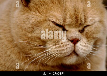 Fluffy ginger colored cat sleeping, sleeping cat, cat portrait, closeup of red colored cat Stock Photo