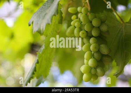 Close up of the fruits of the green grapes. Stock Photo