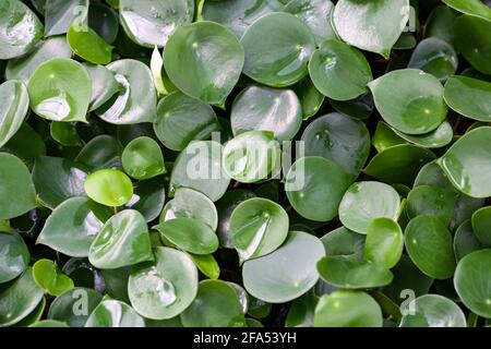 High angle view of a Chinese money plant or pancake plant, Pilea peperomioides Stock Photo