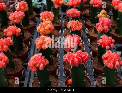 Close up of a beautiful Moon cactus Stock Photo