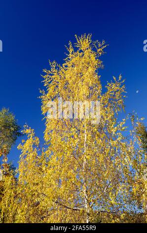 Pollen allergy: birch (Betula pubescens) Stock Photo