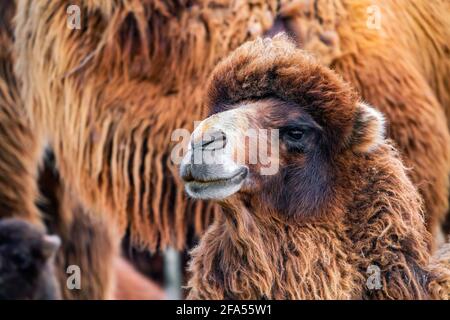 African camel is an ungulate within the genus Camelus Stock Photo