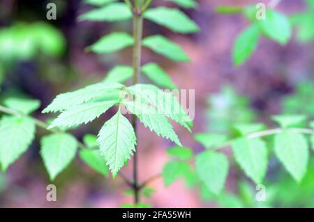 Pollen allergy: young ash tree (Fraxinus excelsior) growing in the forest Stock Photo