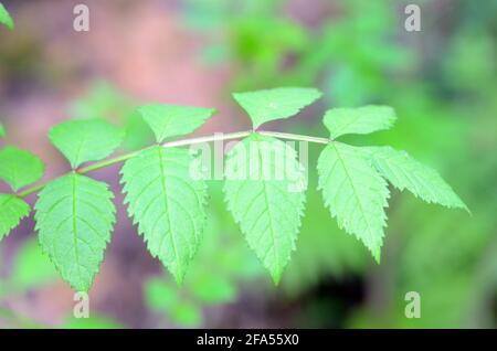 Pollen allergy: young ash tree (Fraxinus excelsior) growing in the forest Stock Photo