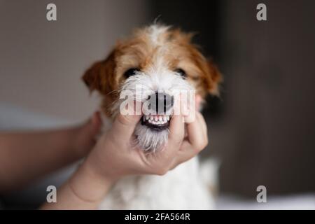 doctor examines a dog's teeth, dog tartar, clean beautiful teeth Stock Photo