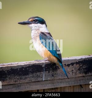 New Zealand Kingfisher Scientific name: Todiramphus sanctus ssp. vagans Stock Photo