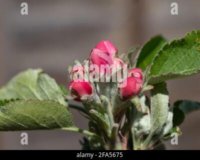 James Greaves apple blossom Stock Photo