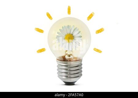 Light bulb with daisy flower on white background - Concept of ecology and green energy Stock Photo