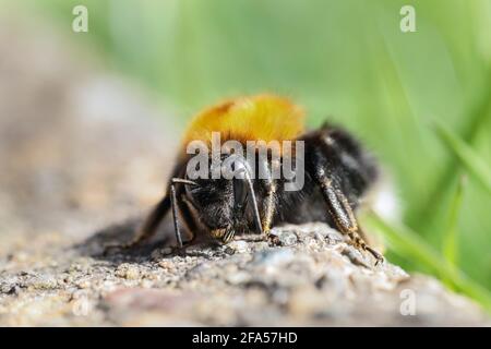 Queen Tree Bumble Bee (Bombus hypnorum) Warming up in the Sun, Teesdale, County Durham, UK Stock Photo